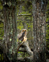 Wildlife