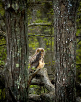 _DJM0288-Enhanced-NR