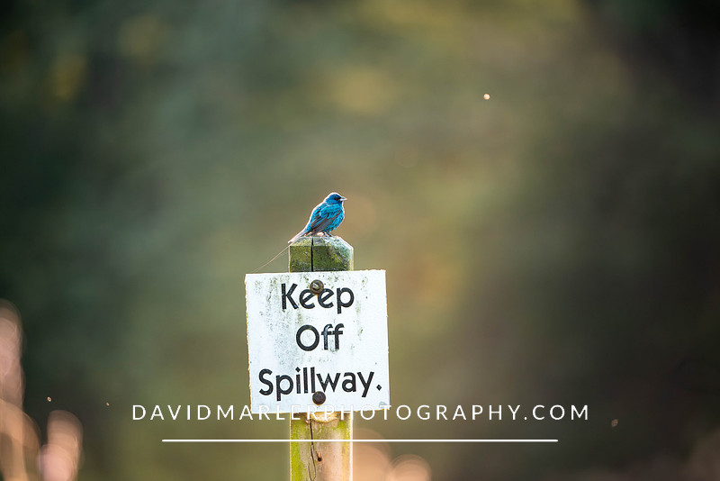 Indigo Bunting - McLean Game Preserve